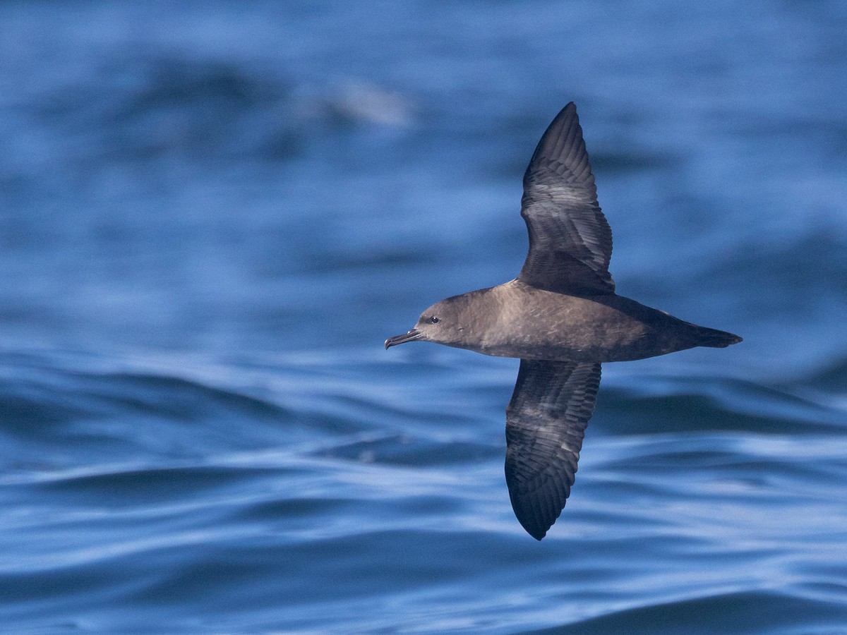 Short-tailed Shearwater - ML642682814