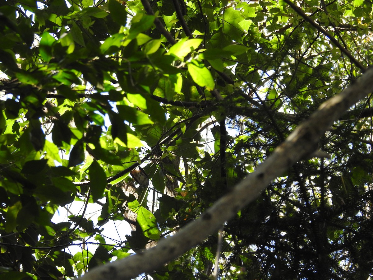 Australian Rufous Fantail - ML642682818