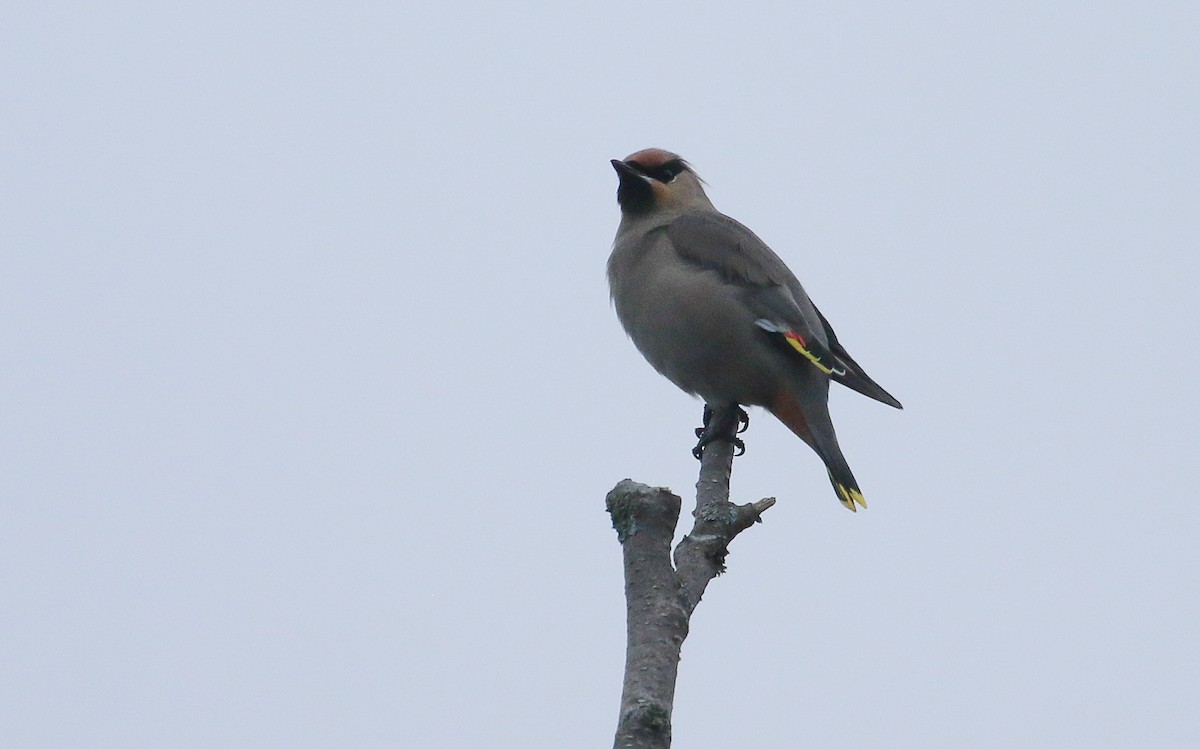Bohemian Waxwing - ML642682819