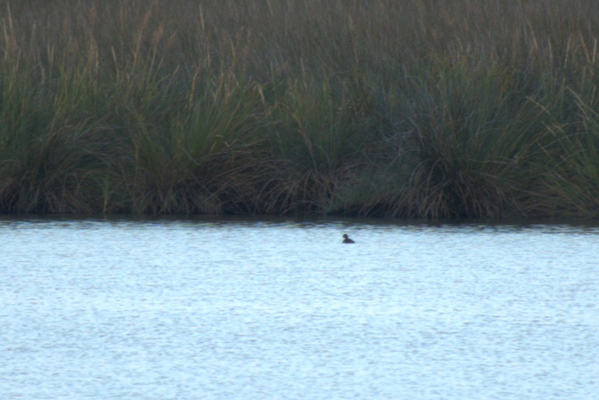 Pied-billed Grebe - ML642682822