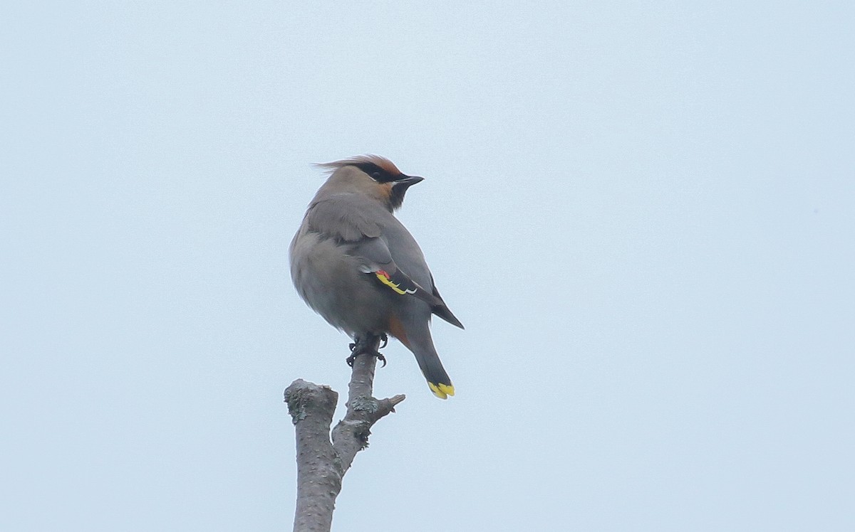 Bohemian Waxwing - ML642682824