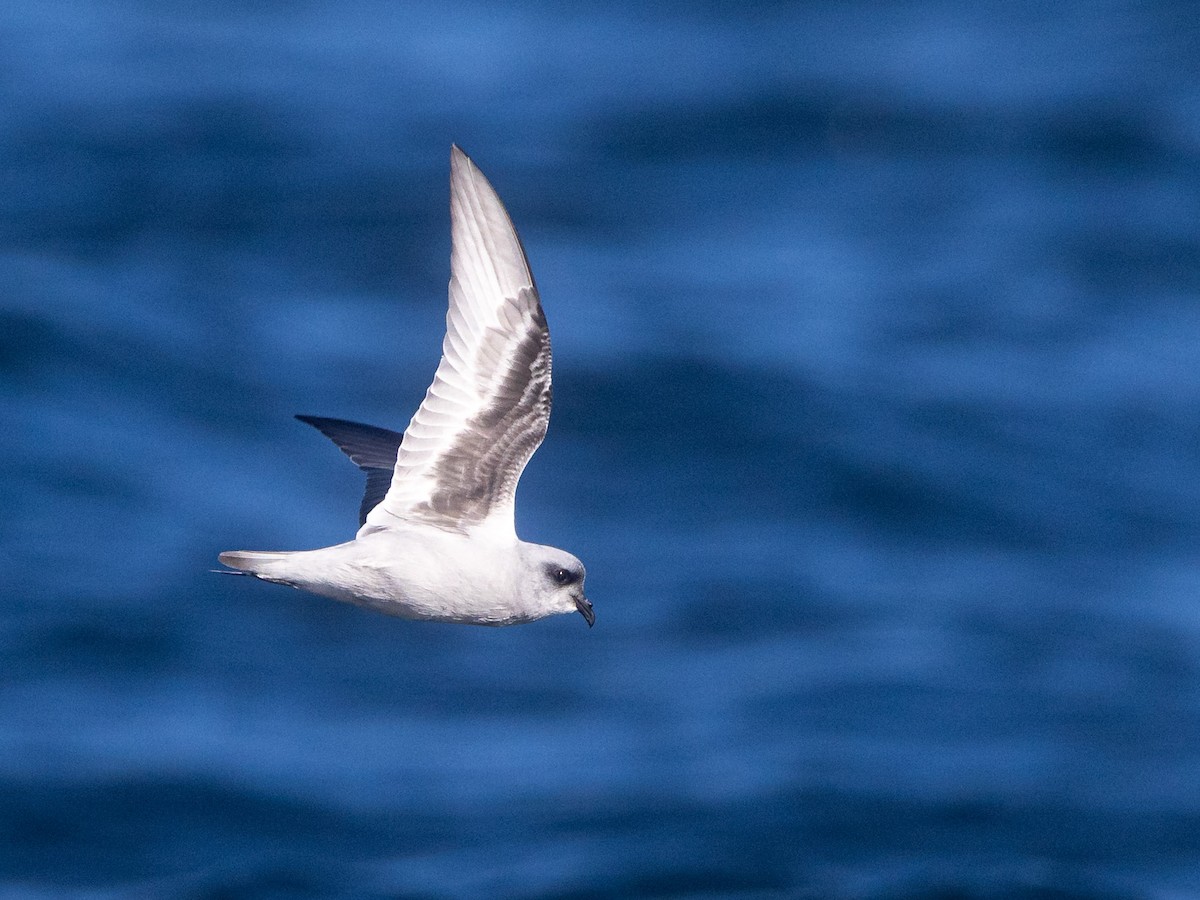 Fork-tailed Storm-Petrel - ML642682829