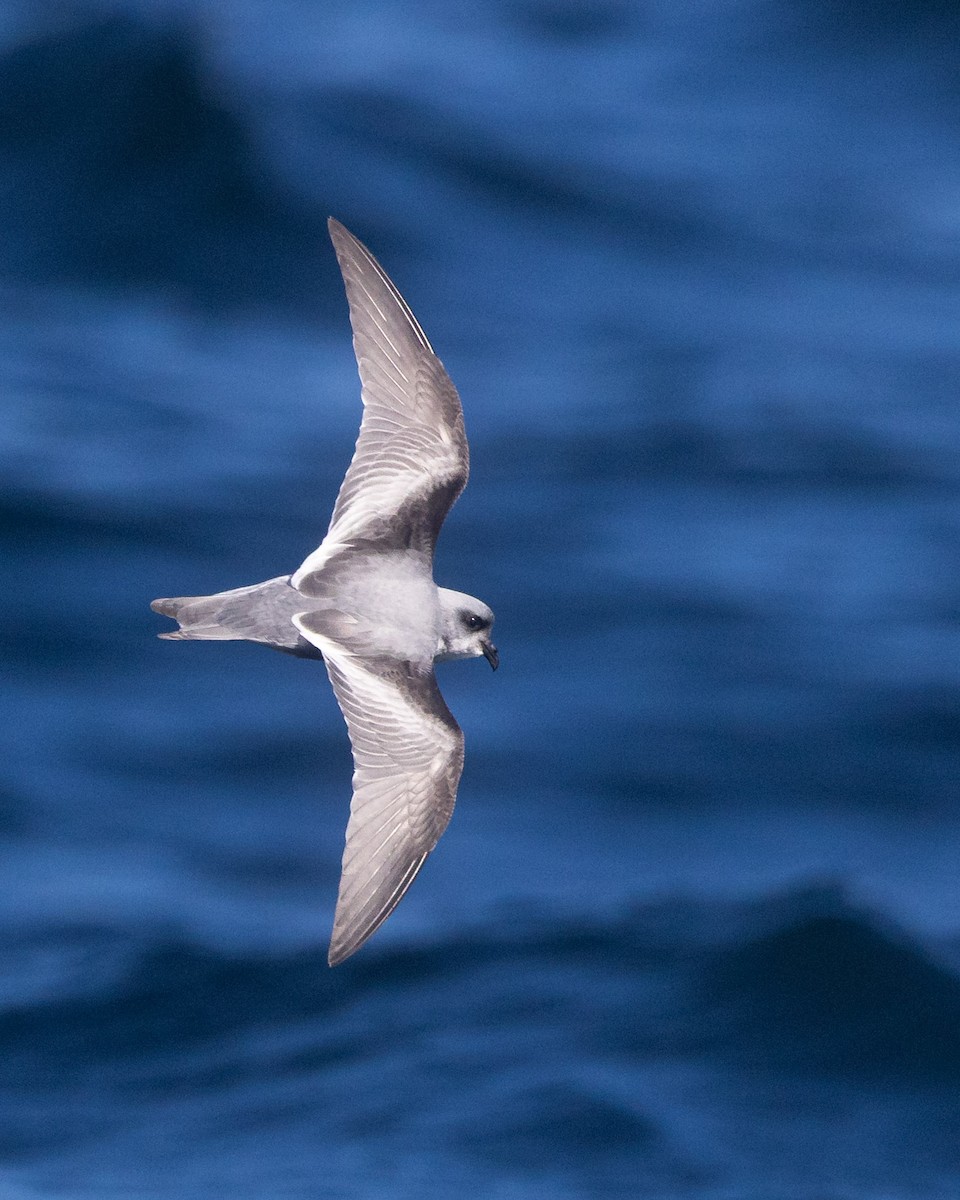 Fork-tailed Storm-Petrel - ML642682830