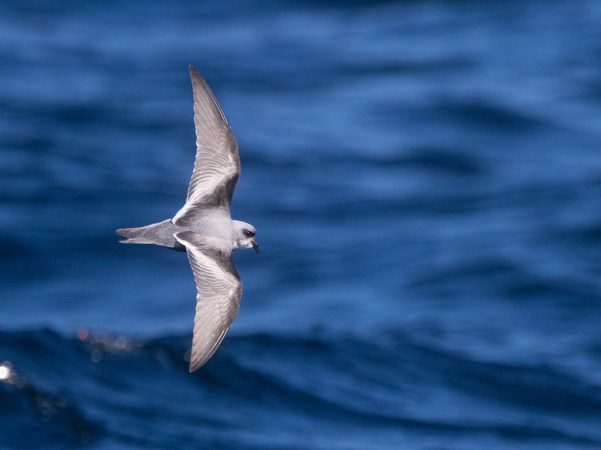 Fork-tailed Storm-Petrel - ML642682831
