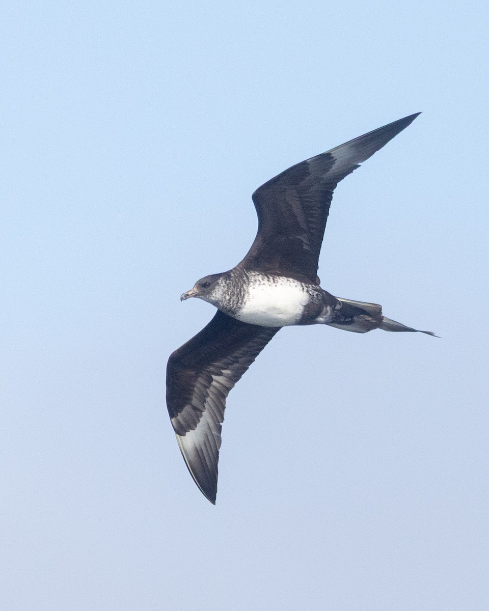 Pomarine Jaeger - ML642682835