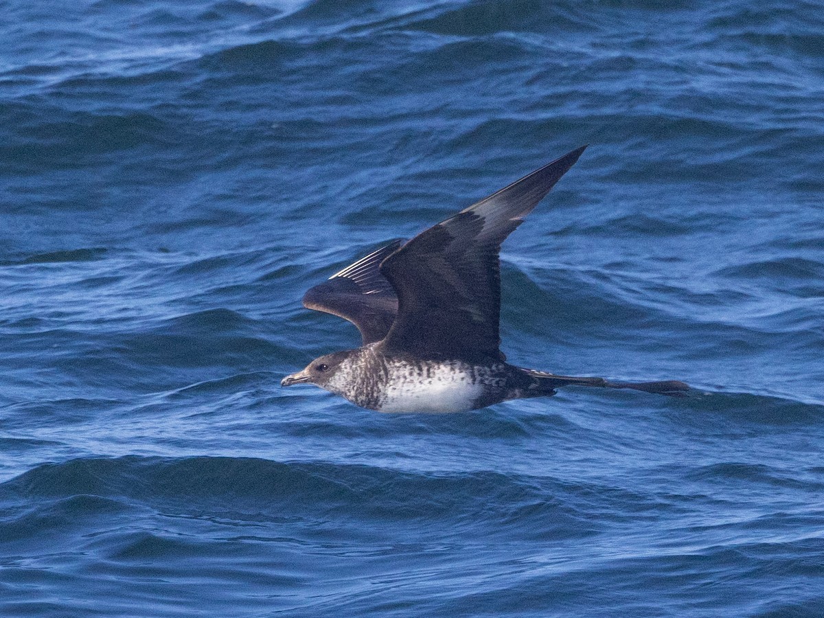 Pomarine Jaeger - ML642682836