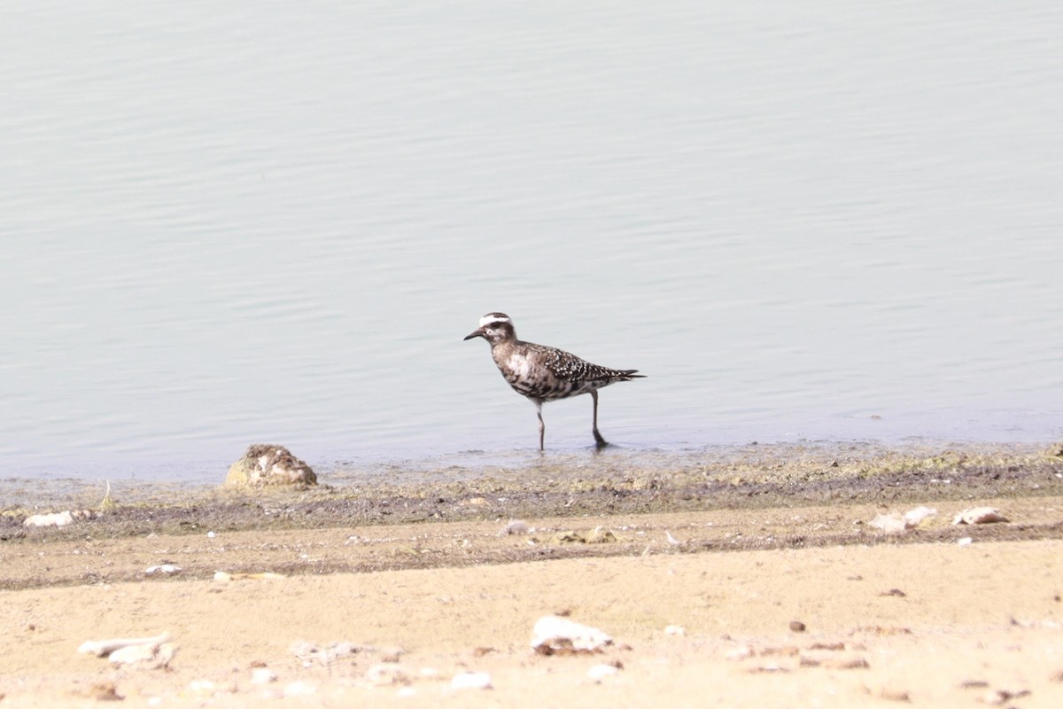 American Golden-Plover - ML642682844