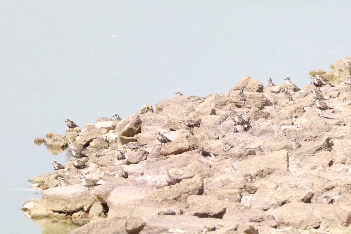American Golden-Plover - ML642682845