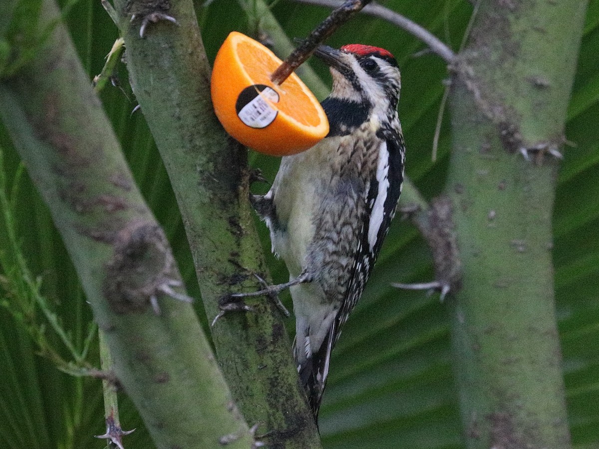 Yellow-bellied Sapsucker - ML642682848