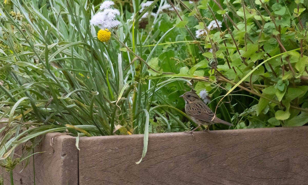 Lincoln's Sparrow - ML642682849
