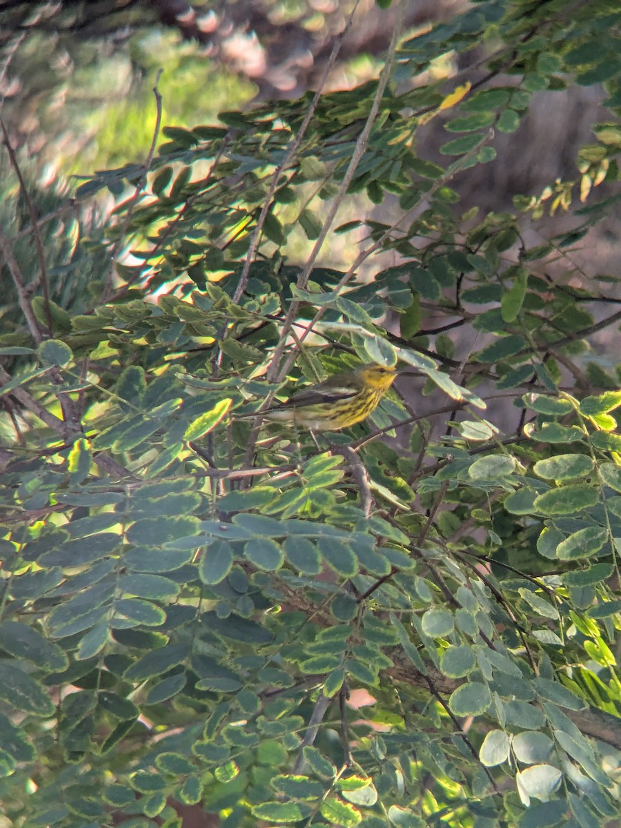 Cape May Warbler - ML642682851