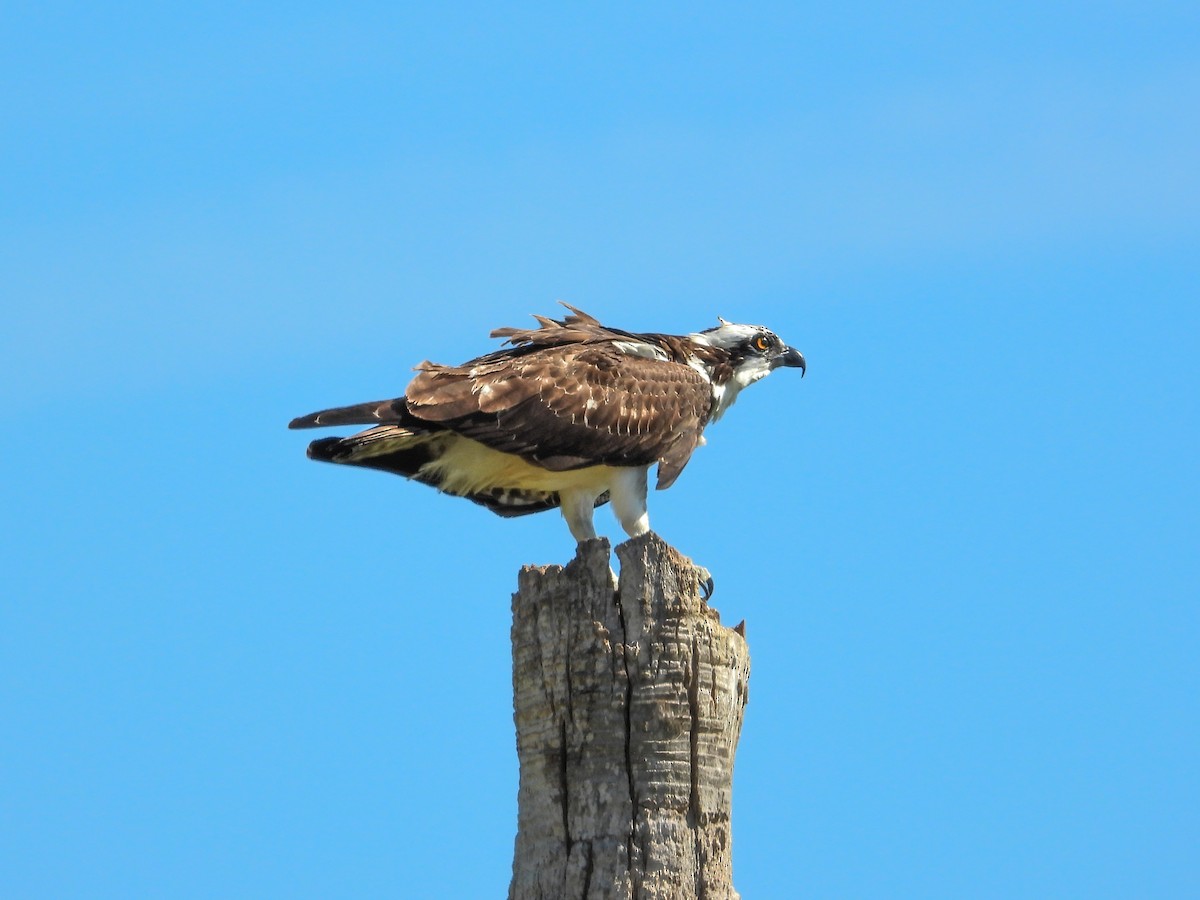 Falco pescatore - ML642682852