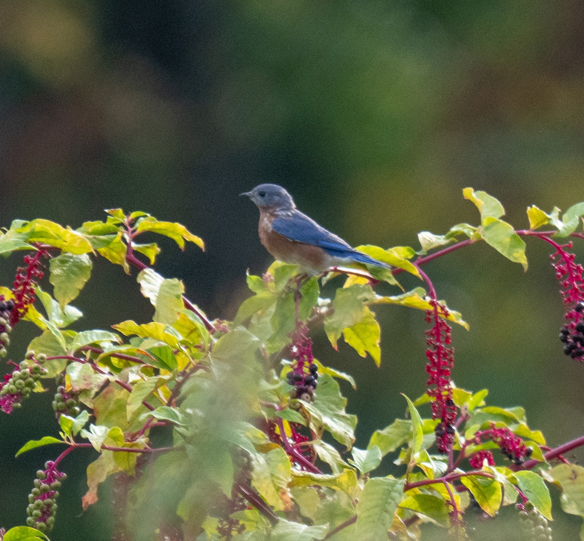 American Robin - ML642682854