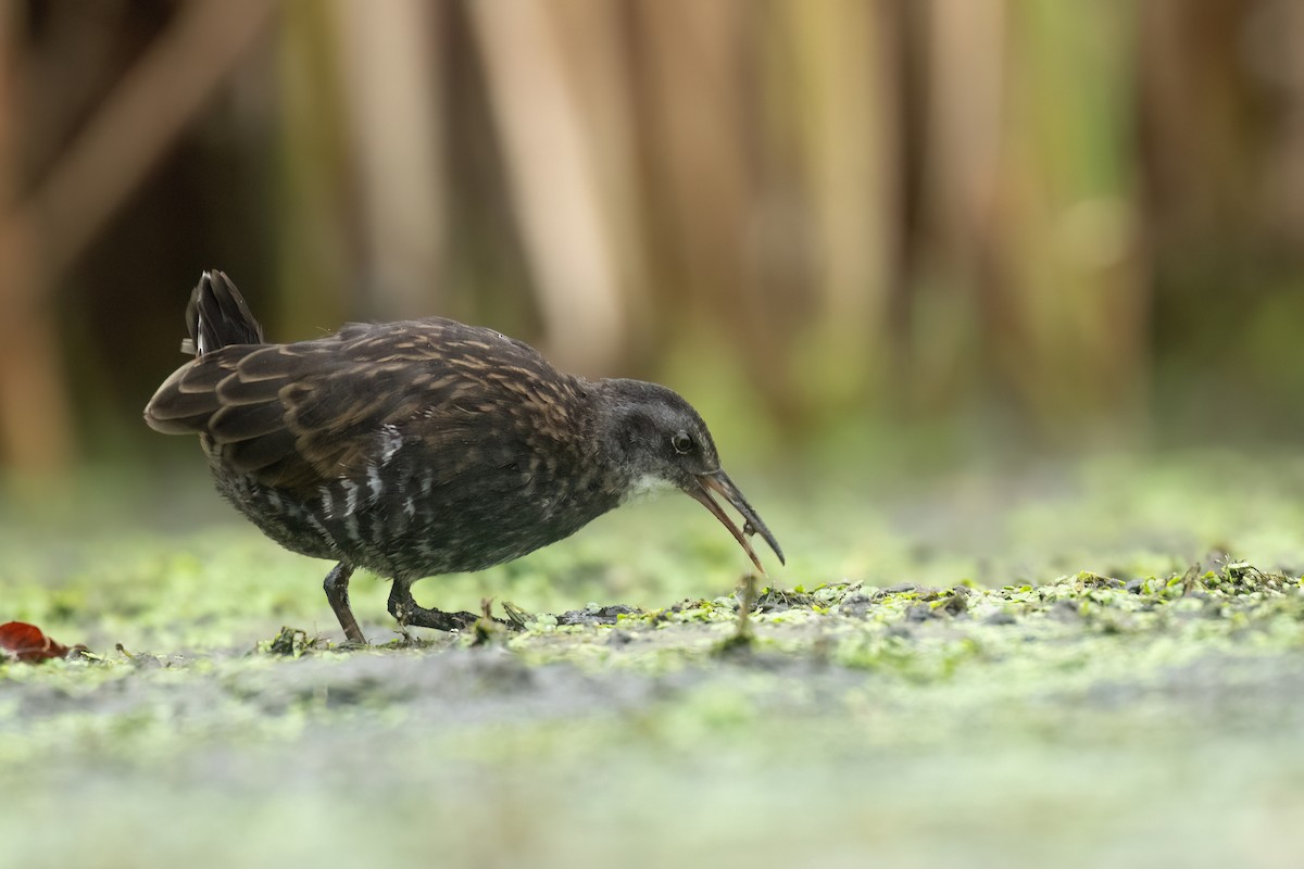 Virginia Rail - ML642682856
