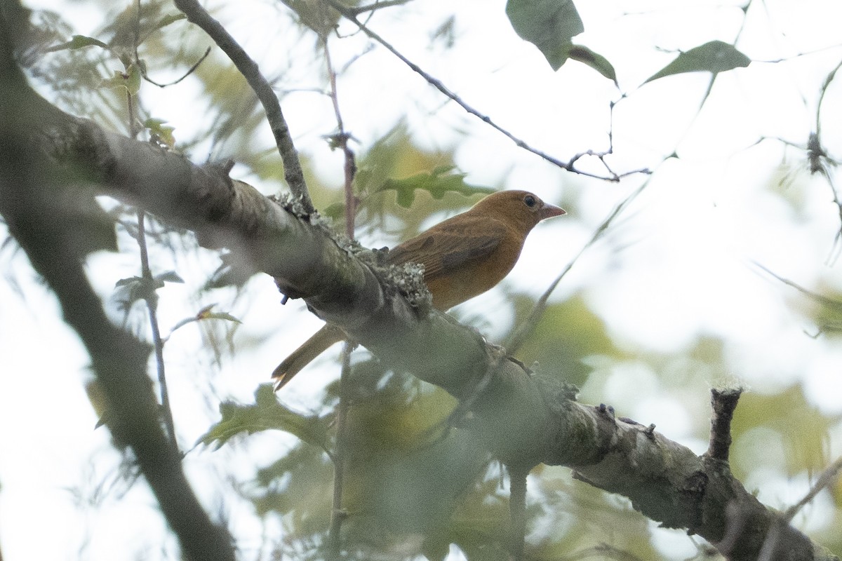 Summer Tanager - ML642682859