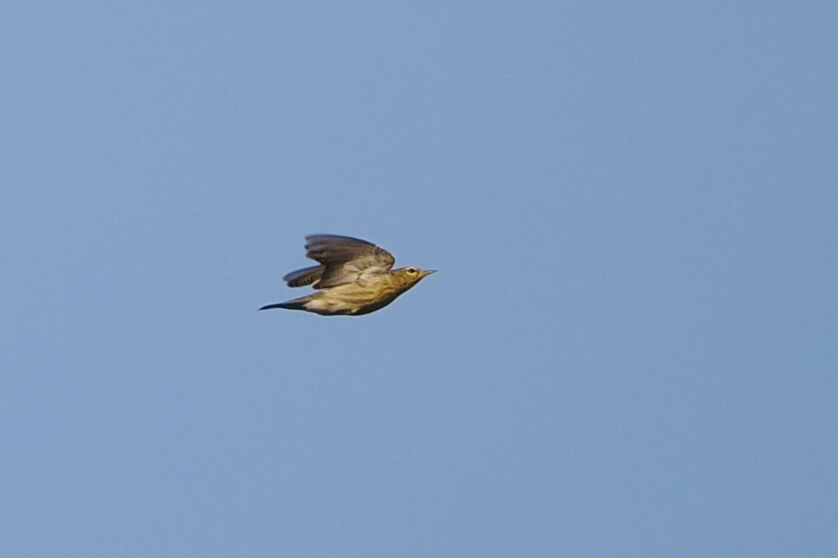 Blackpoll Warbler - ML642682861