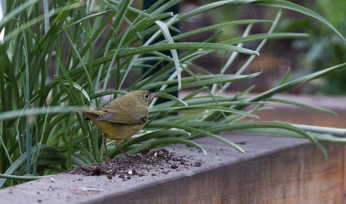 Connecticut Warbler - ML642682862