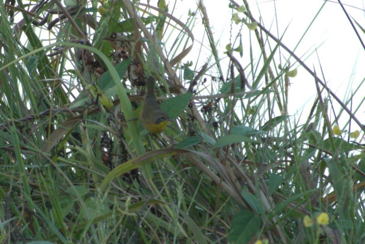 Common Yellowthroat - ML642682863