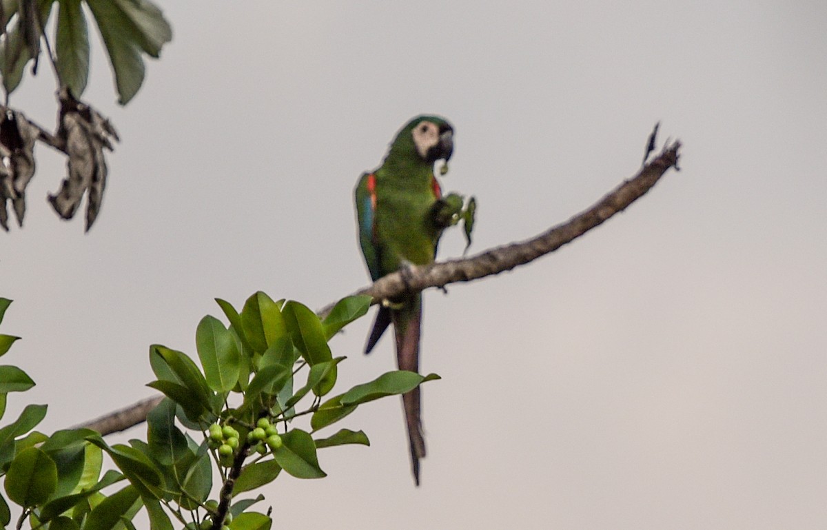 Chestnut-fronted Macaw - ML642682864