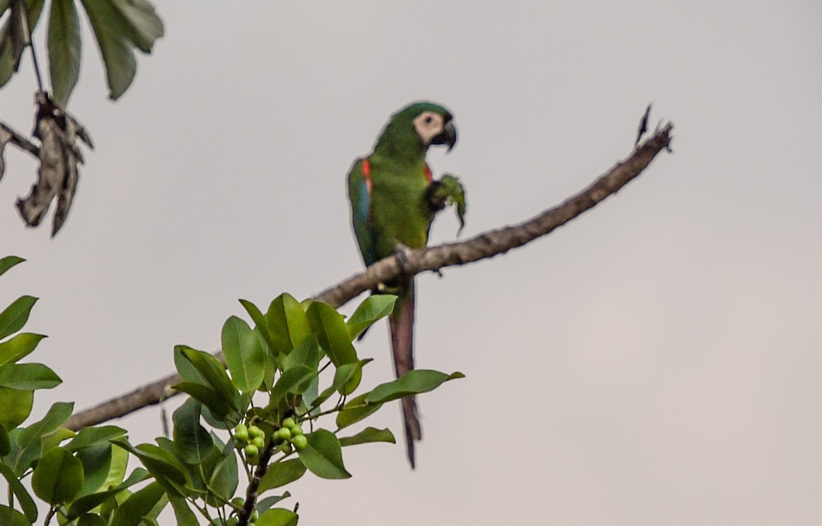Chestnut-fronted Macaw - ML642682865