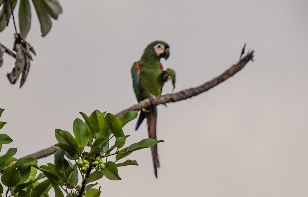 Chestnut-fronted Macaw - ML642682866