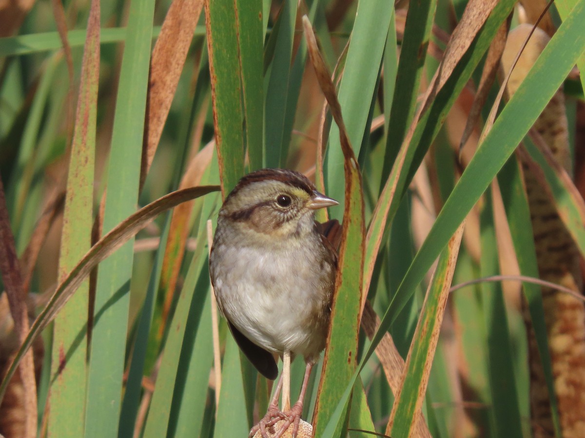 Swamp Sparrow - ML642682868