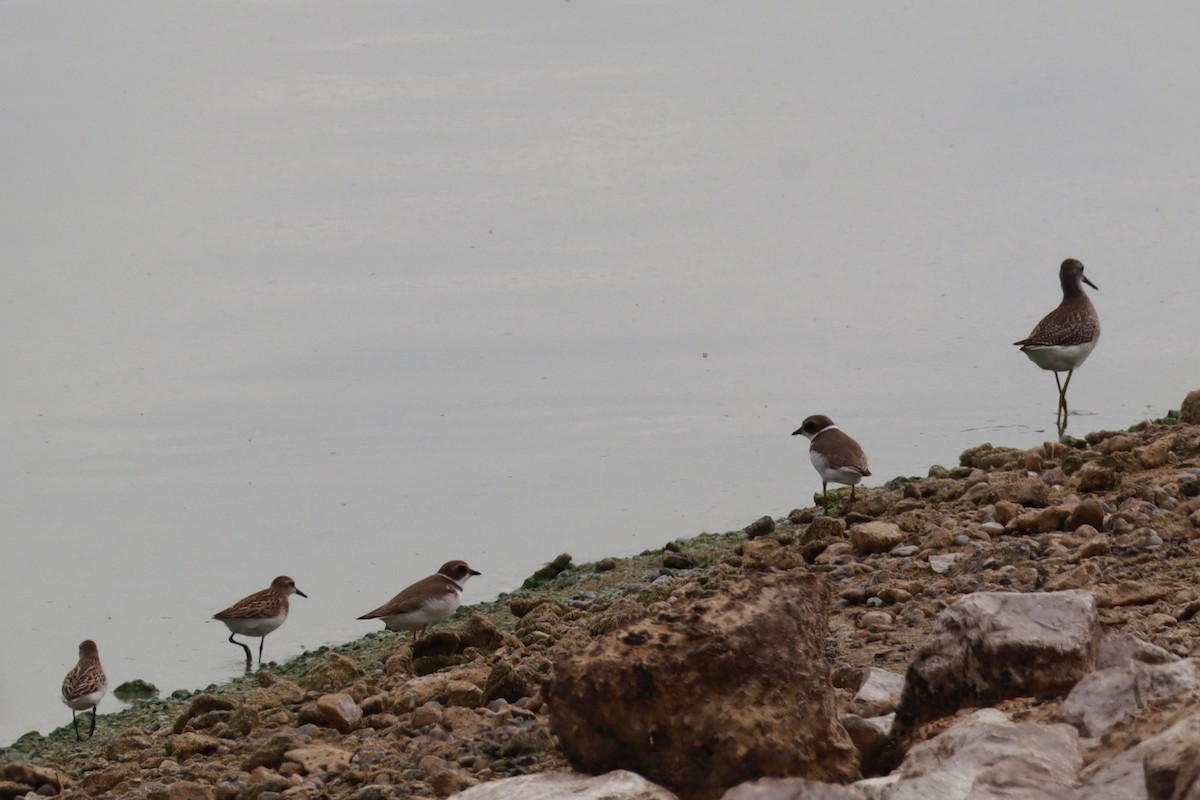 Semipalmated Plover - ML642682870