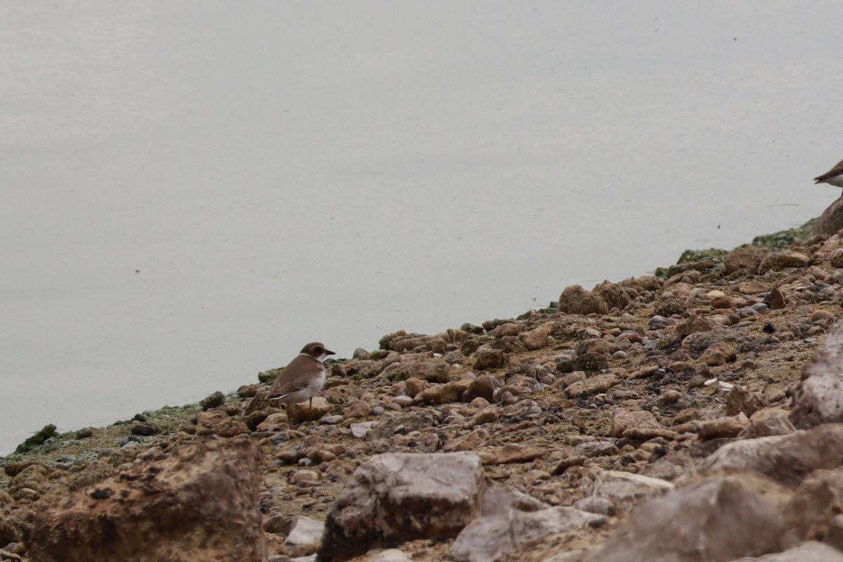 Semipalmated Plover - ML642682871