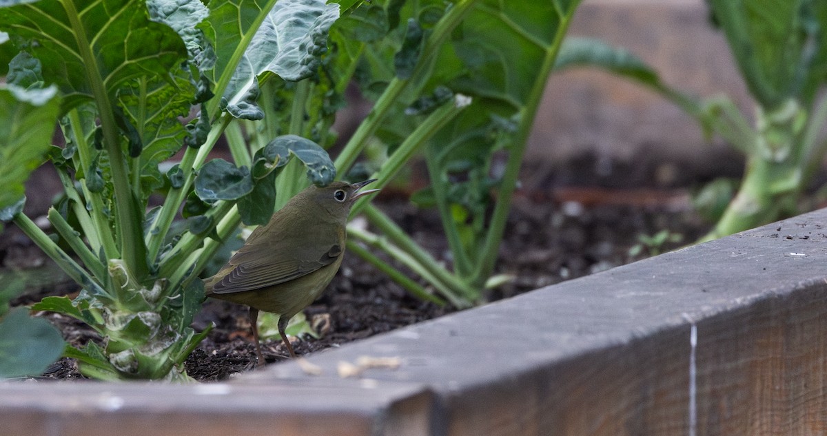 Connecticut Warbler - ML642682872