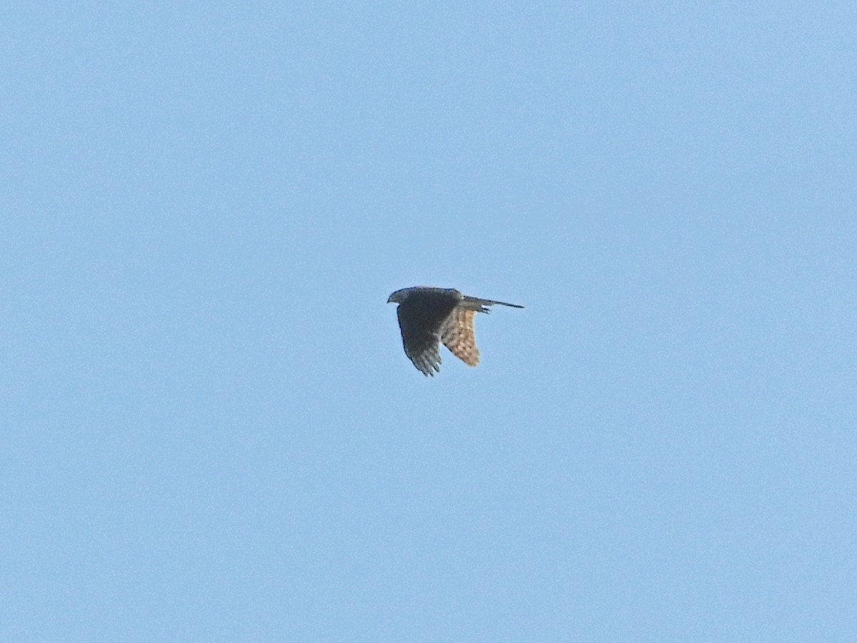 Buteo sp. - ML642682875