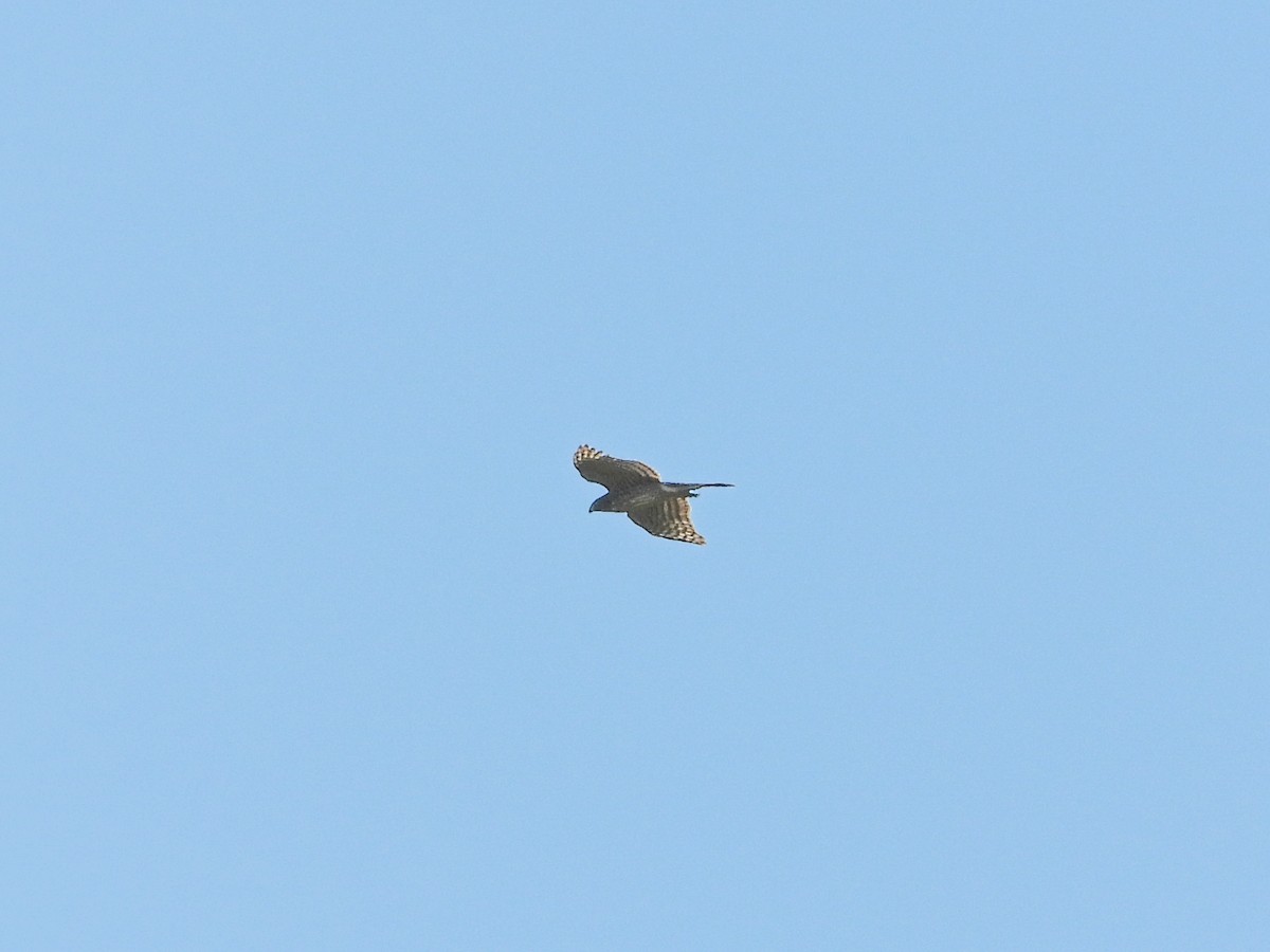 Buteo sp. - ML642682876
