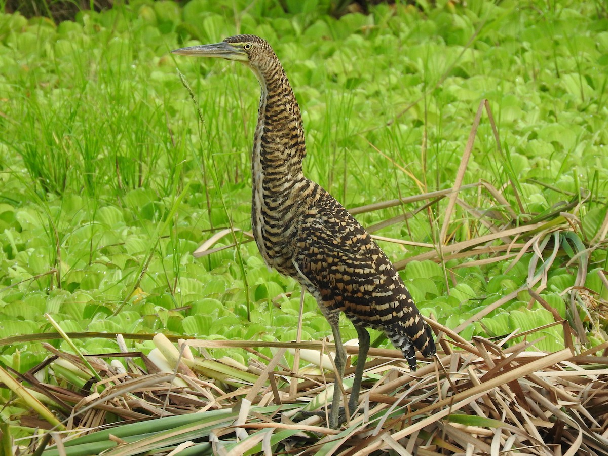 Bare-throated Tiger-Heron - ML642682878