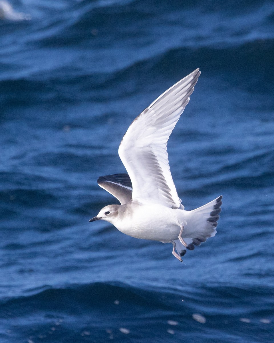 Sabine's Gull - ML642682895