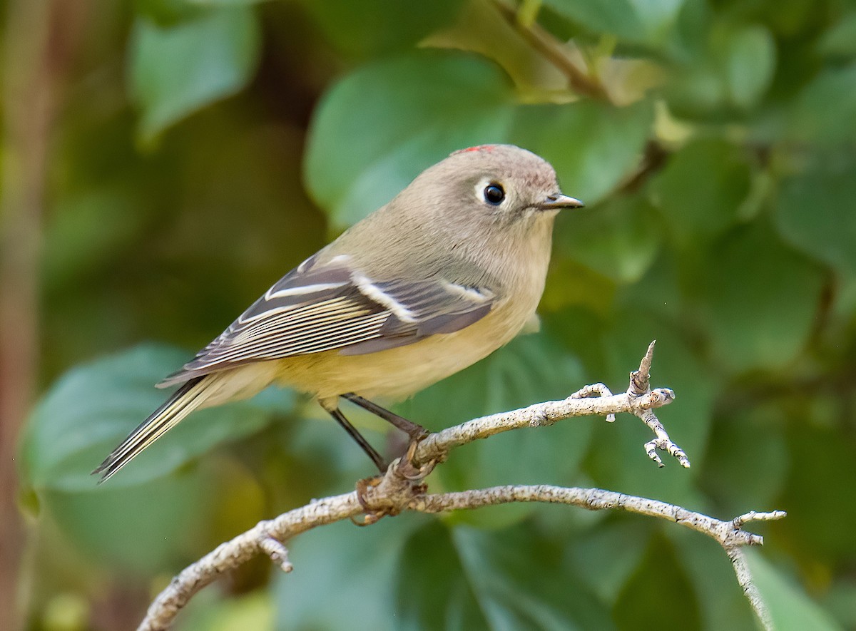 Ruby-crowned Kinglet - ML642682898
