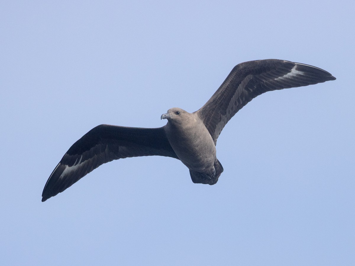 South Polar Skua - ML642682900