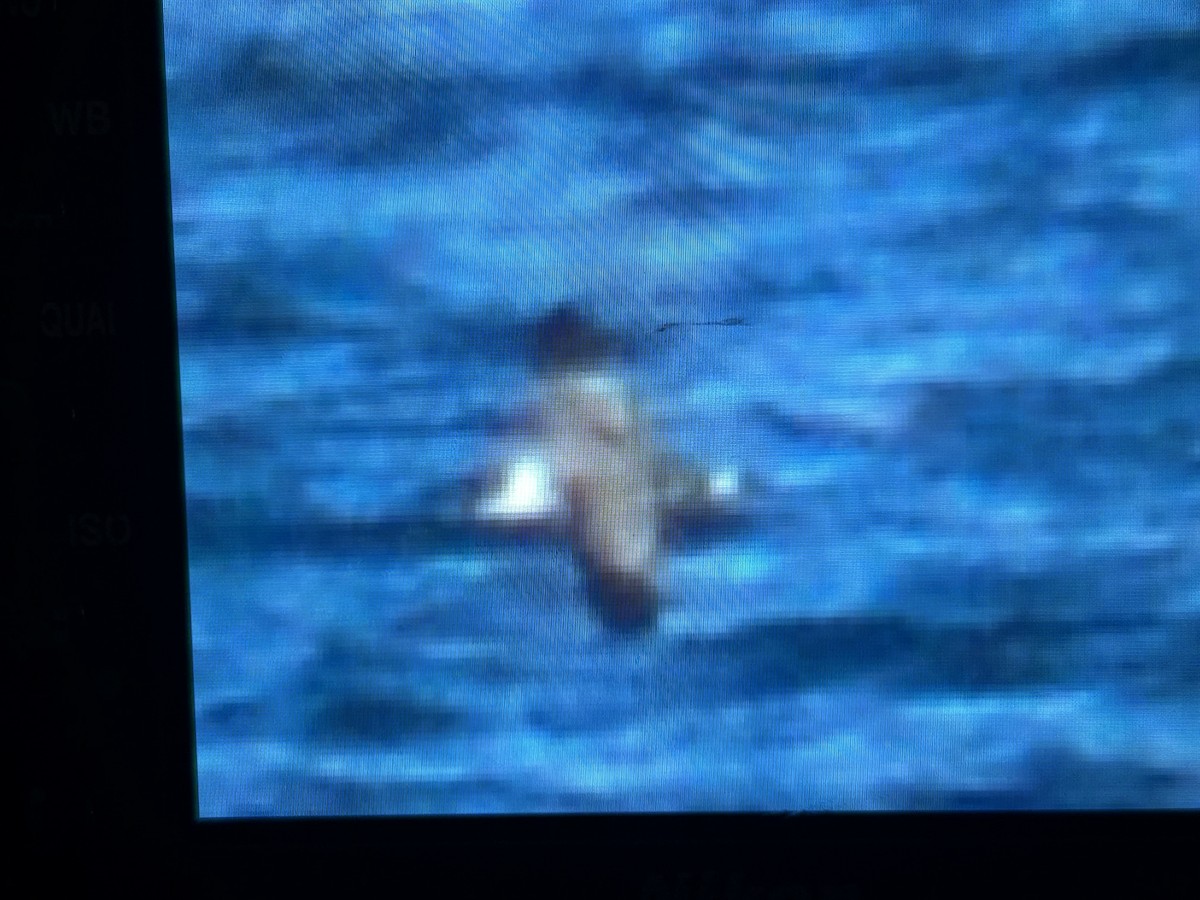 Great Shearwater - ML642682904