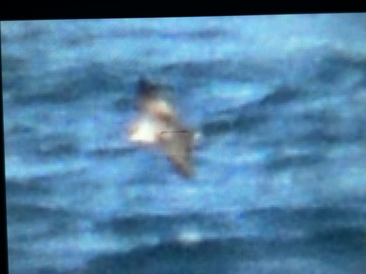 Great Shearwater - ML642682905