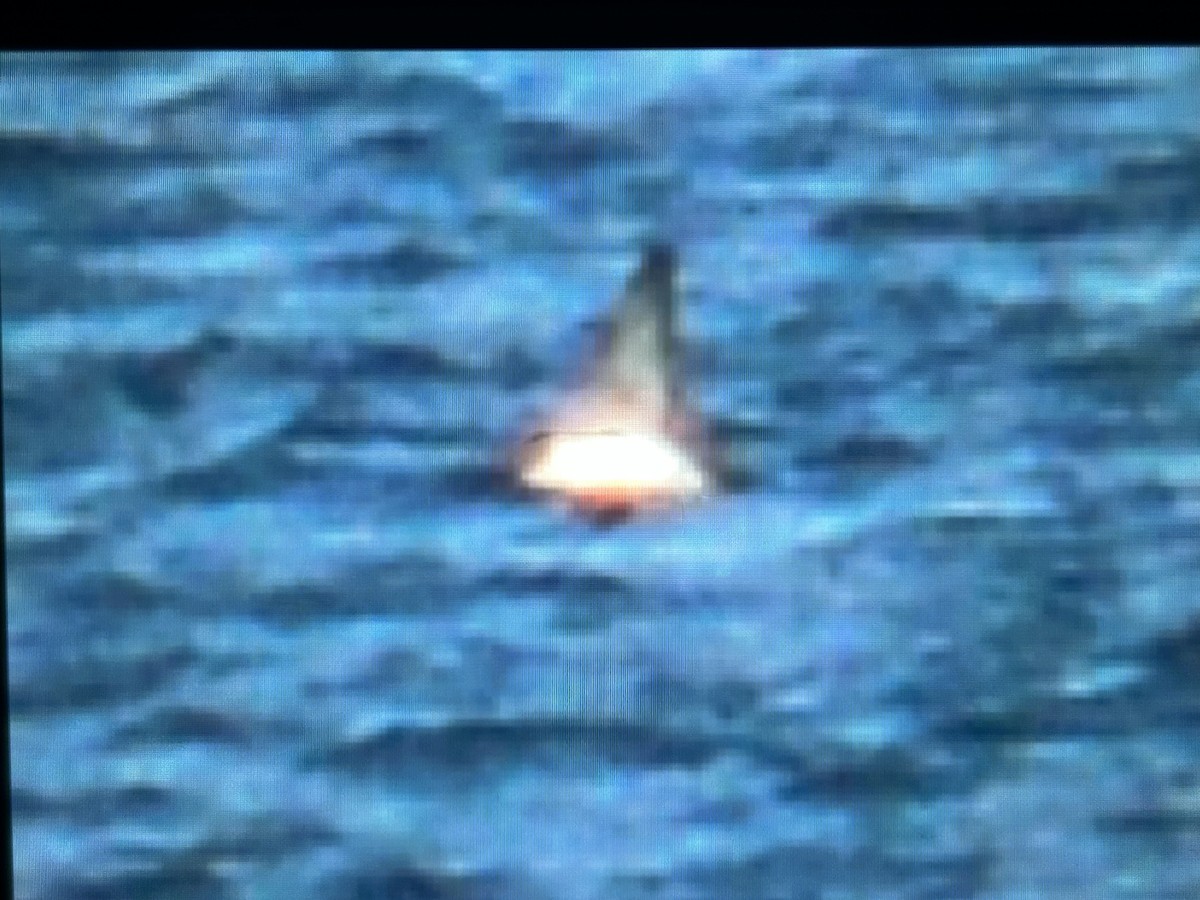 Great Shearwater - ML642682906