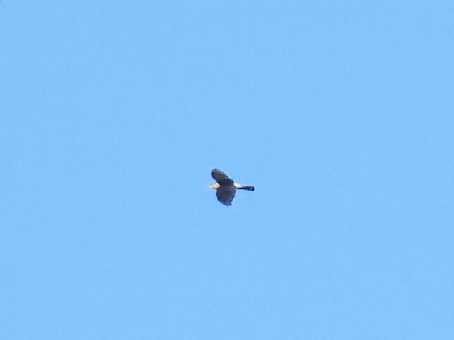 Northern Harrier - ML642682907