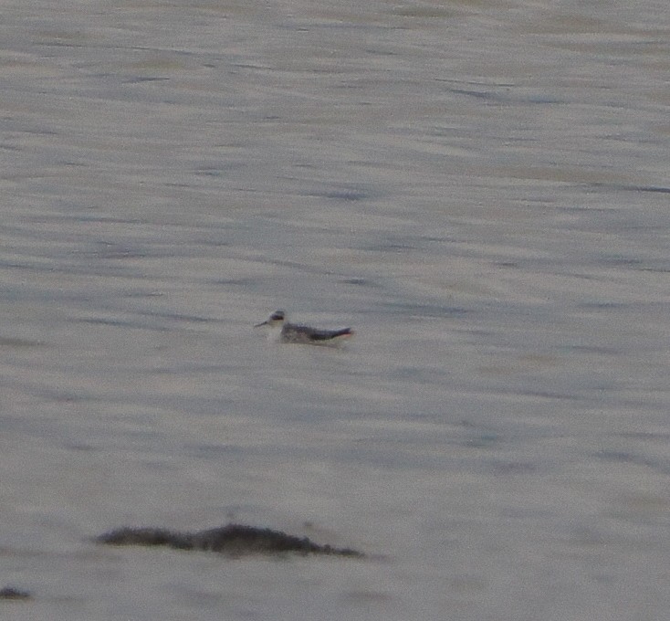 Red-necked Phalarope - ML642682912