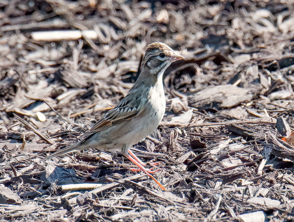 Lark Sparrow - ML642682915