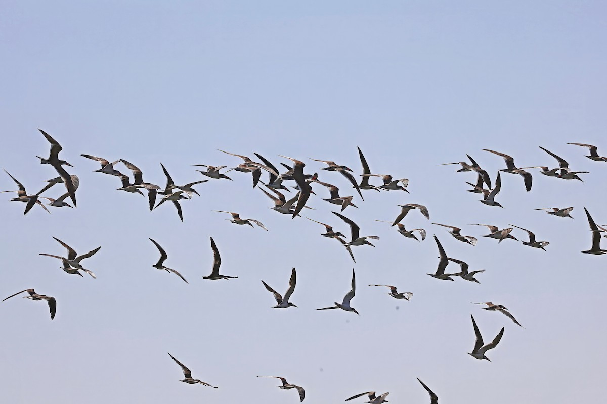 Black Skimmer - ML642682916