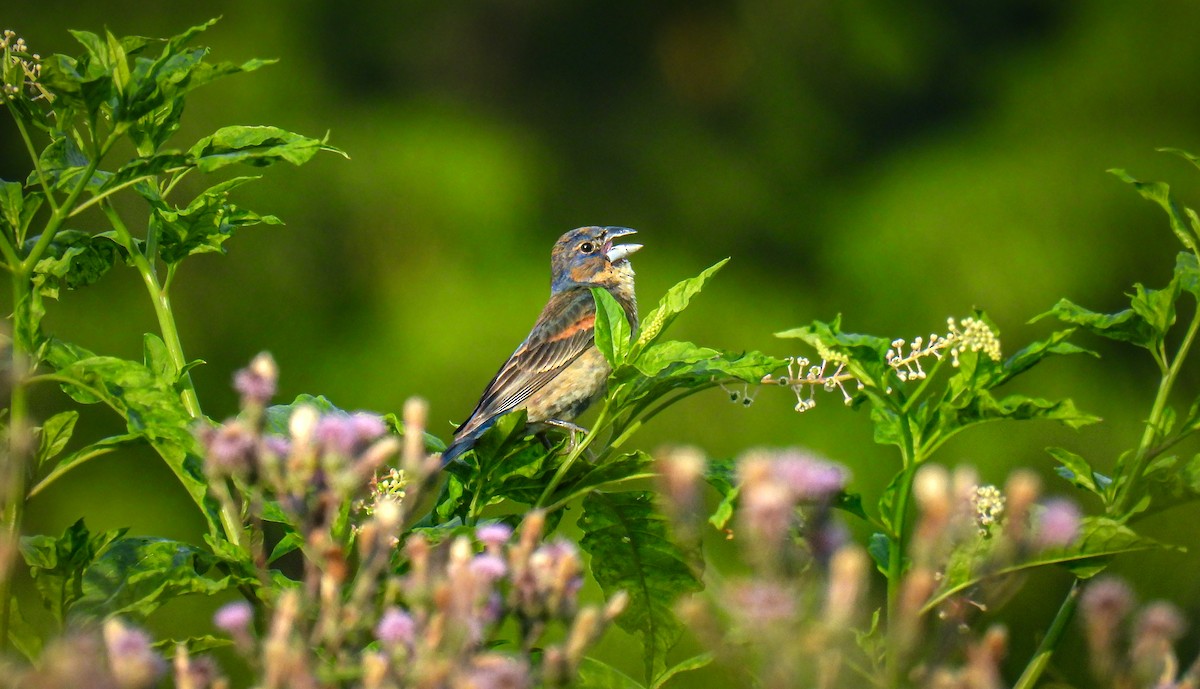 Blue Grosbeak - ML642682919
