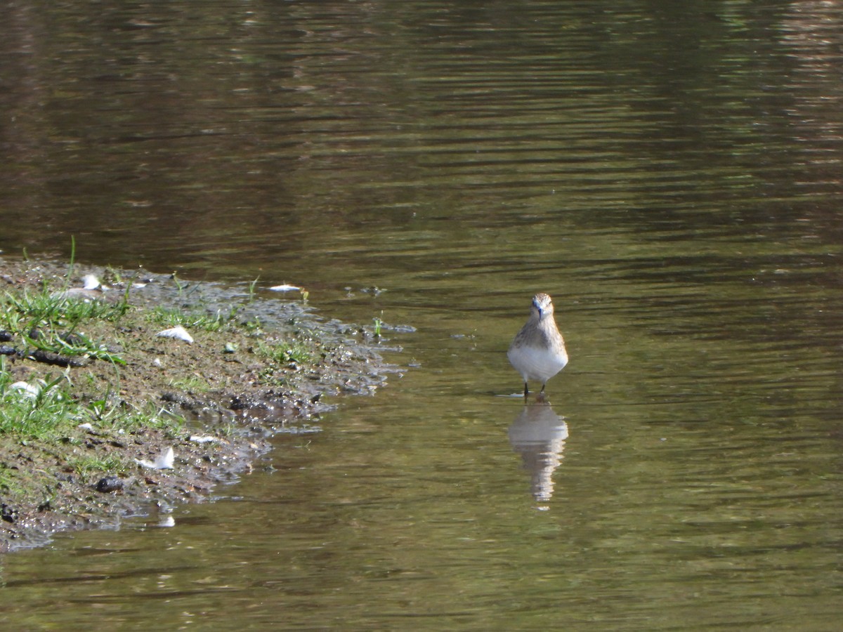 Calidris, unbestimmt - ML642682924