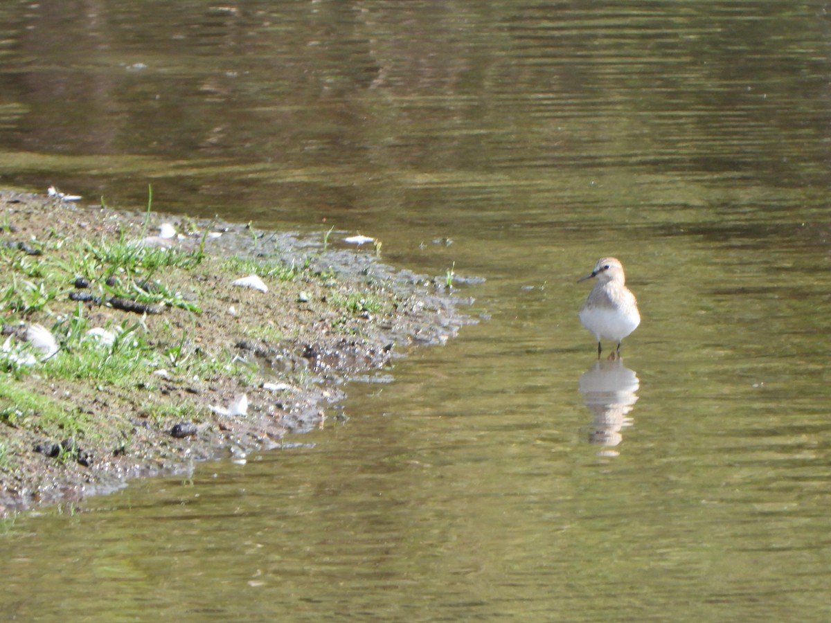 Calidris, unbestimmt - ML642682926