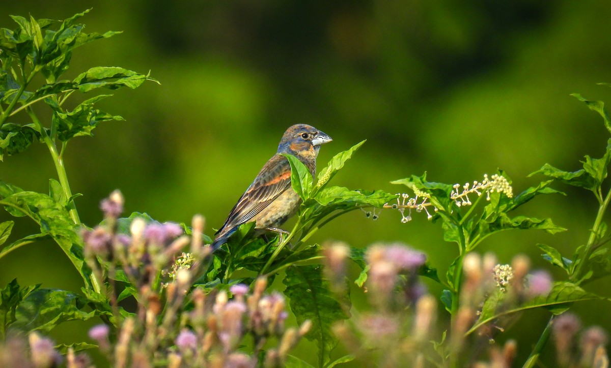 Blue Grosbeak - ML642682929