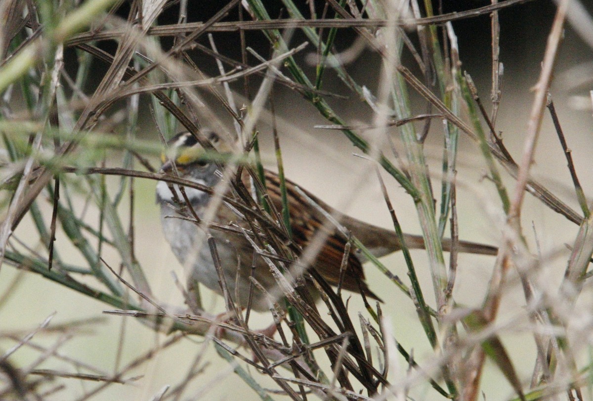 White-throated Sparrow - ML642682933