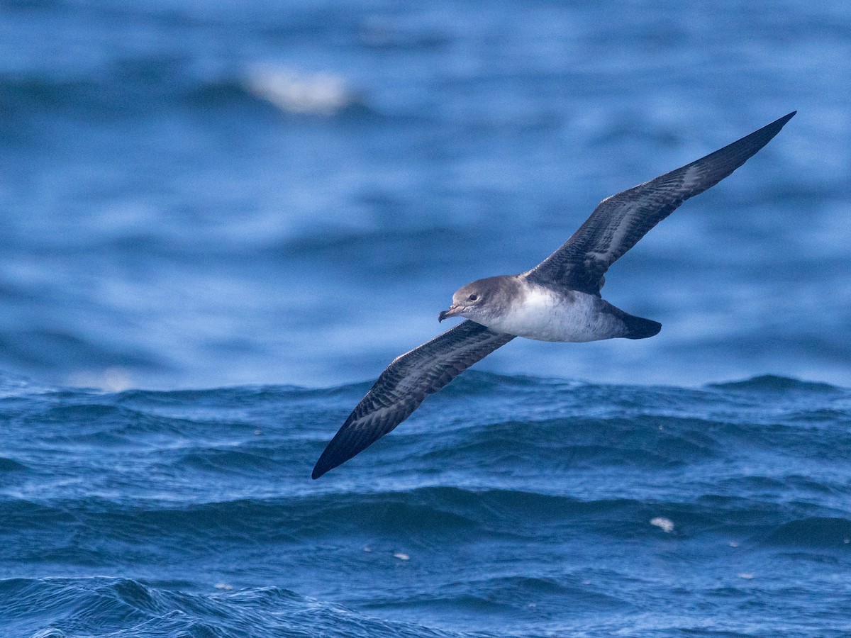 Pink-footed Shearwater - ML642682936