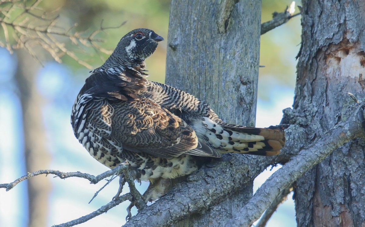Spruce Grouse - ML642682938