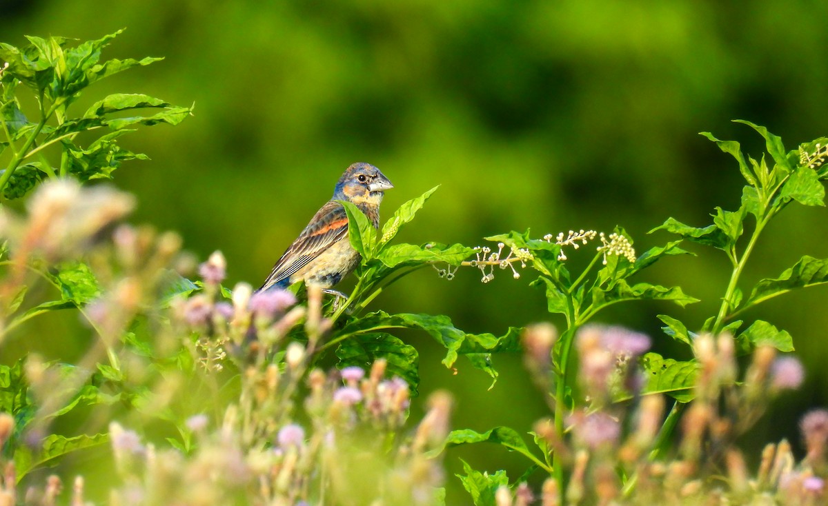 Blue Grosbeak - ML642682940